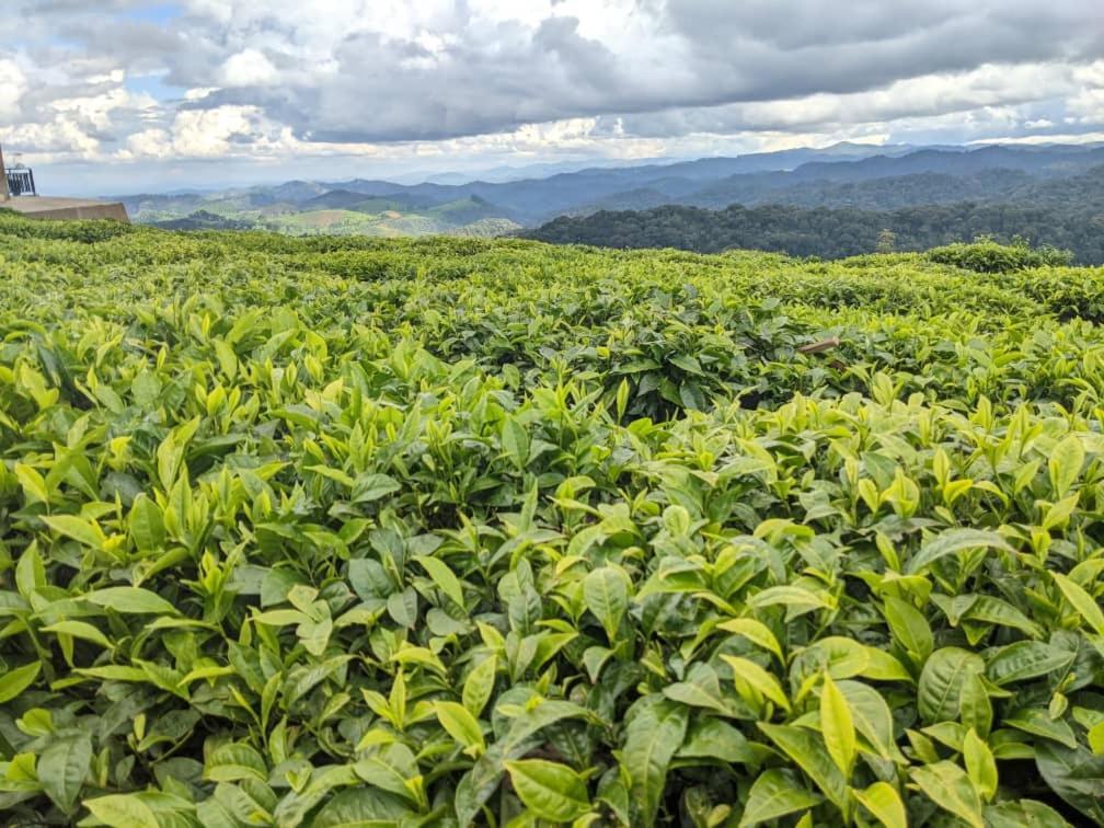 Nyungwe Village Kitabi Екстер'єр фото